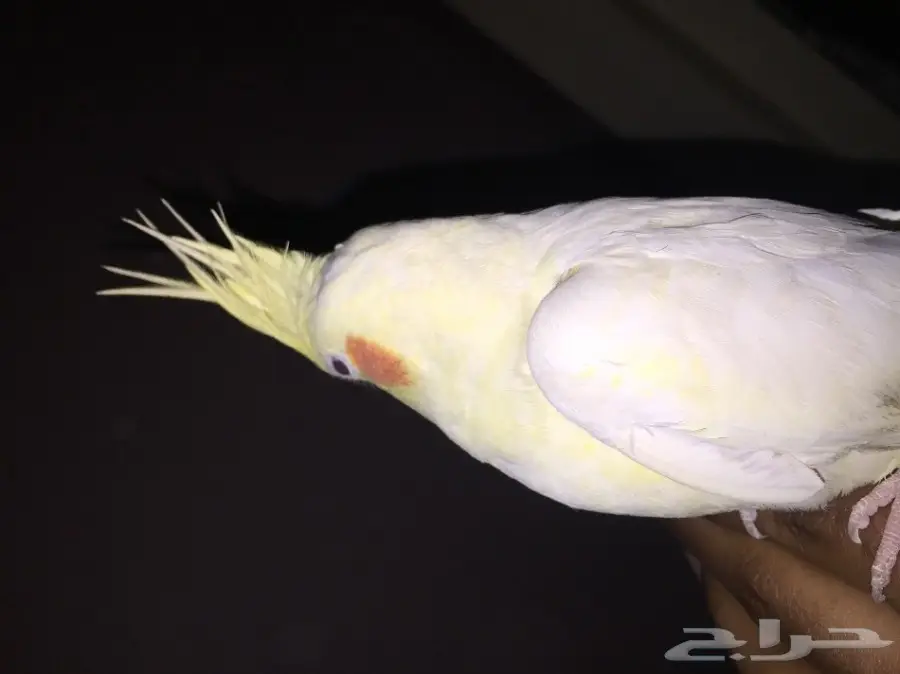 كروان قمة الولافه والنظافه وهدد (image 3)