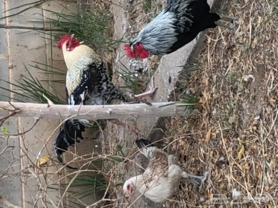 ديك طيب الحق عليه