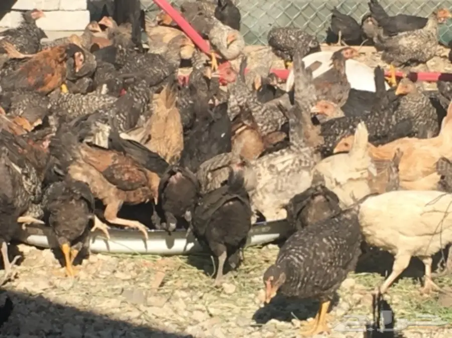 صوص بلدي عمر شهرين ونصف للبيع