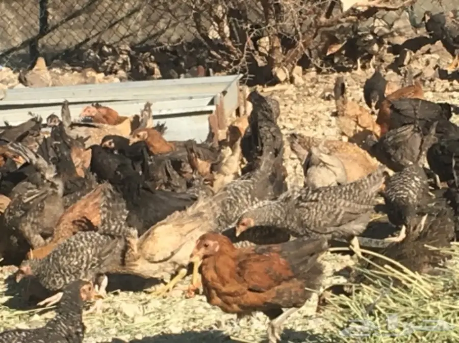 صوص بلدي عمر شهرين ونصف للبيع (image 1)