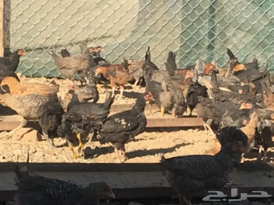 صوص بلدي عمر شهرين ونصف للبيع (image 2)