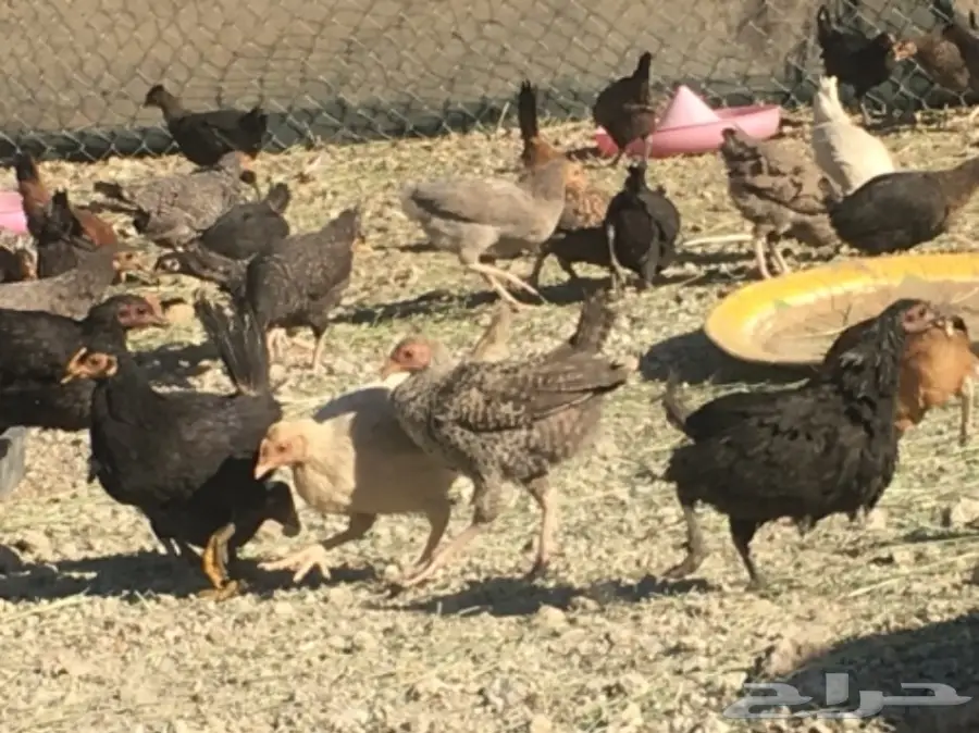 صوص بلدي عمر شهرين ونصف للبيع (image 3)