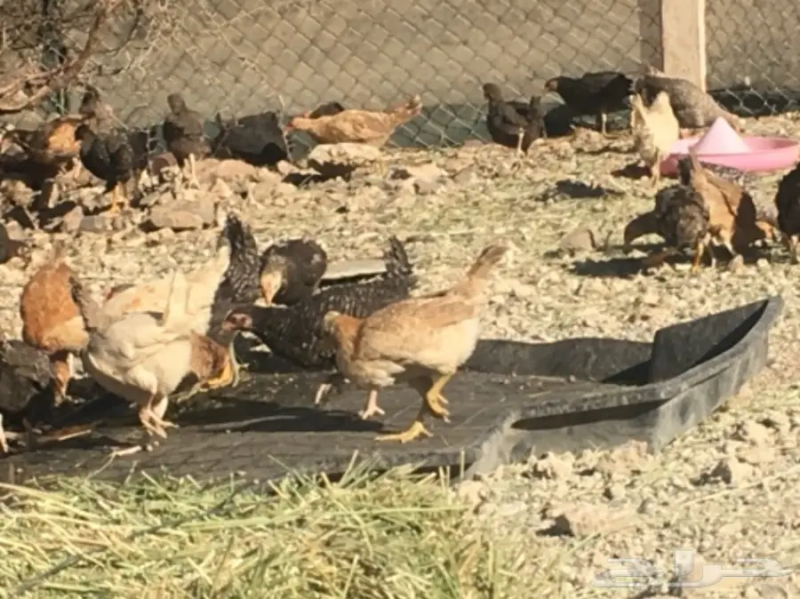 صوص بلدي عمر شهرين ونصف للبيع (image 4)