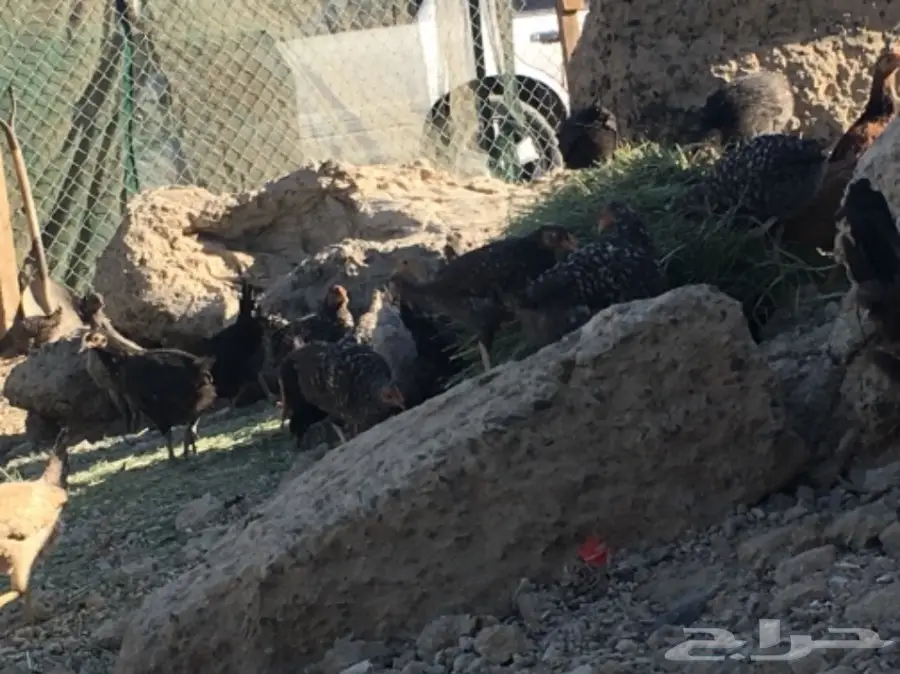 صوص بلدي عمر شهرين ونصف للبيع (image 5)