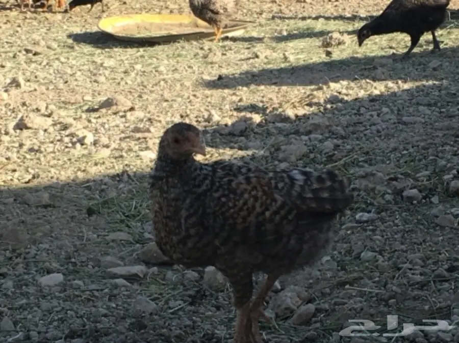 صوص بلدي عمر شهرين ونصف للبيع (image 6)