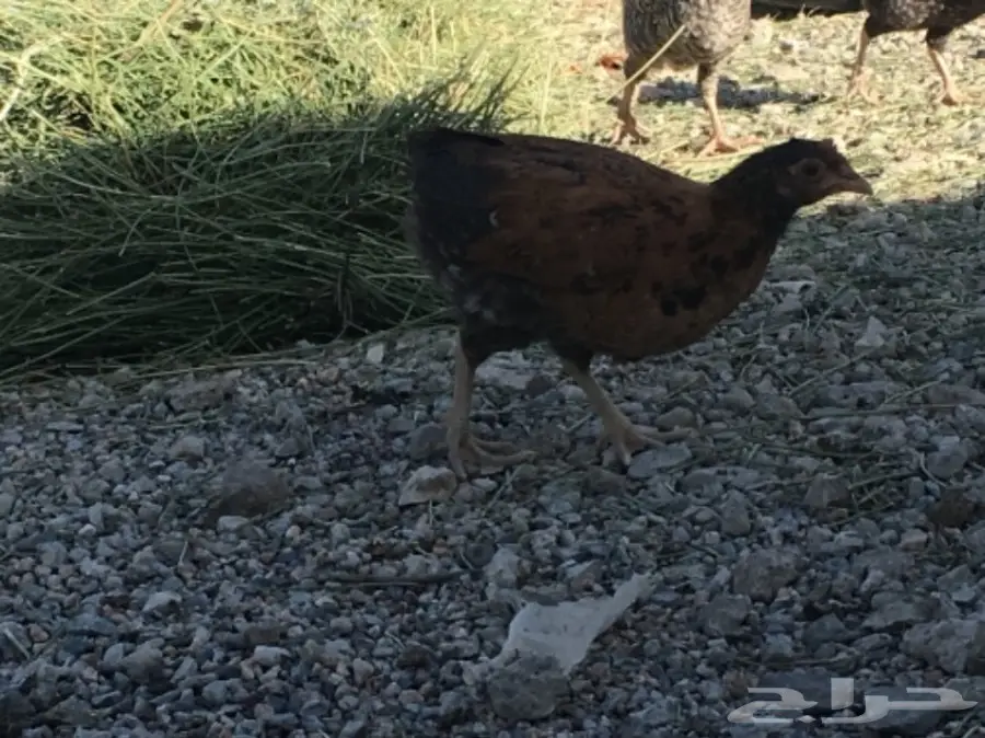 صوص بلدي عمر شهرين ونصف للبيع (image 7)