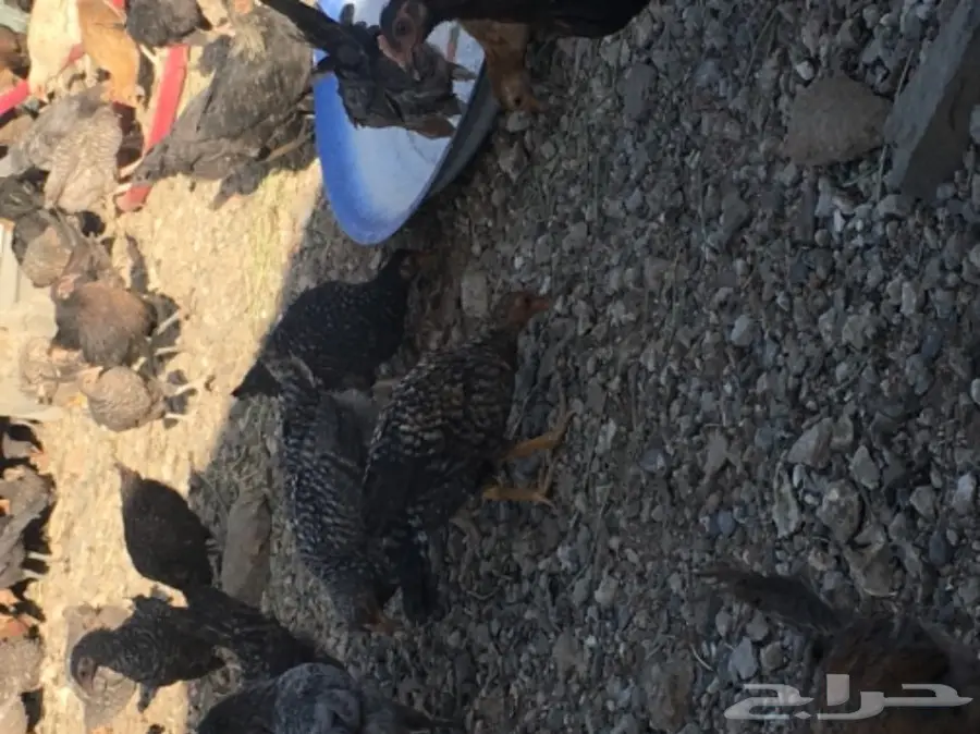 صوص بلدي عمر شهرين ونصف للبيع (image 8)