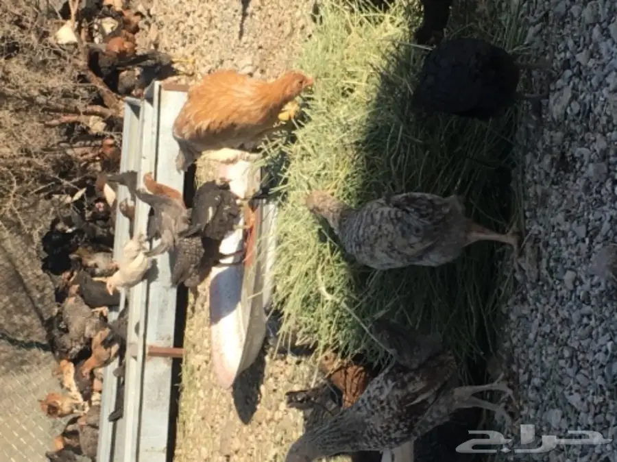 صوص بلدي عمر شهرين ونصف للبيع (image 9)