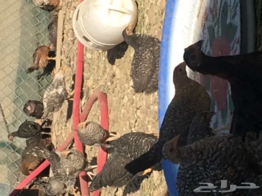 صوص بلدي عمر شهرين ونصف للبيع (image 10)