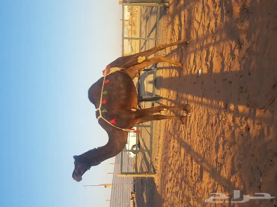 مزاد لآخر سومه ضروبه كفو (image 3)