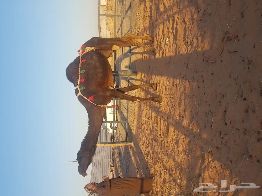 مزاد لآخر سومه ضروبه كفو (image 4)