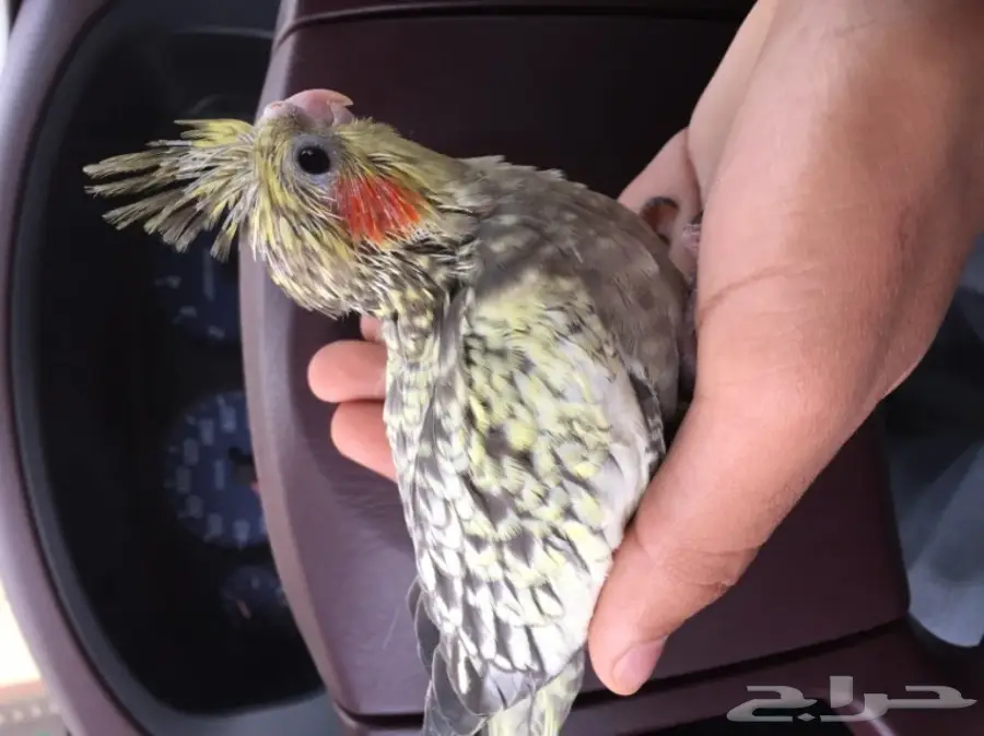 فرخين كروان غر 