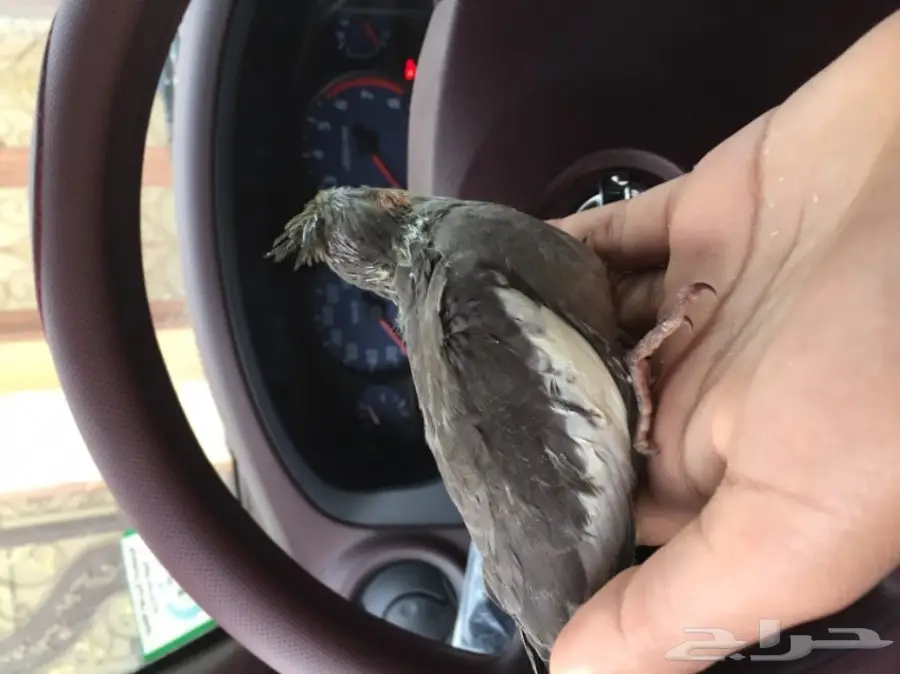 فرخين كروان غر  (image 3)