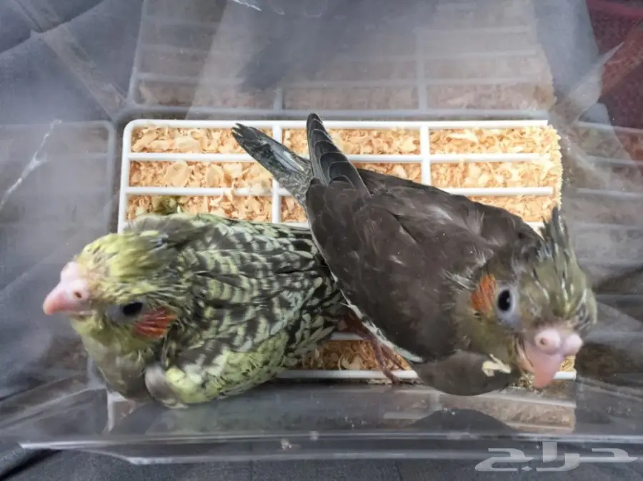 فرخين كروان غر  (image 4)