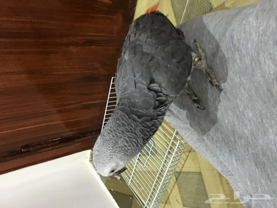 فرخ كاسكو هولندي