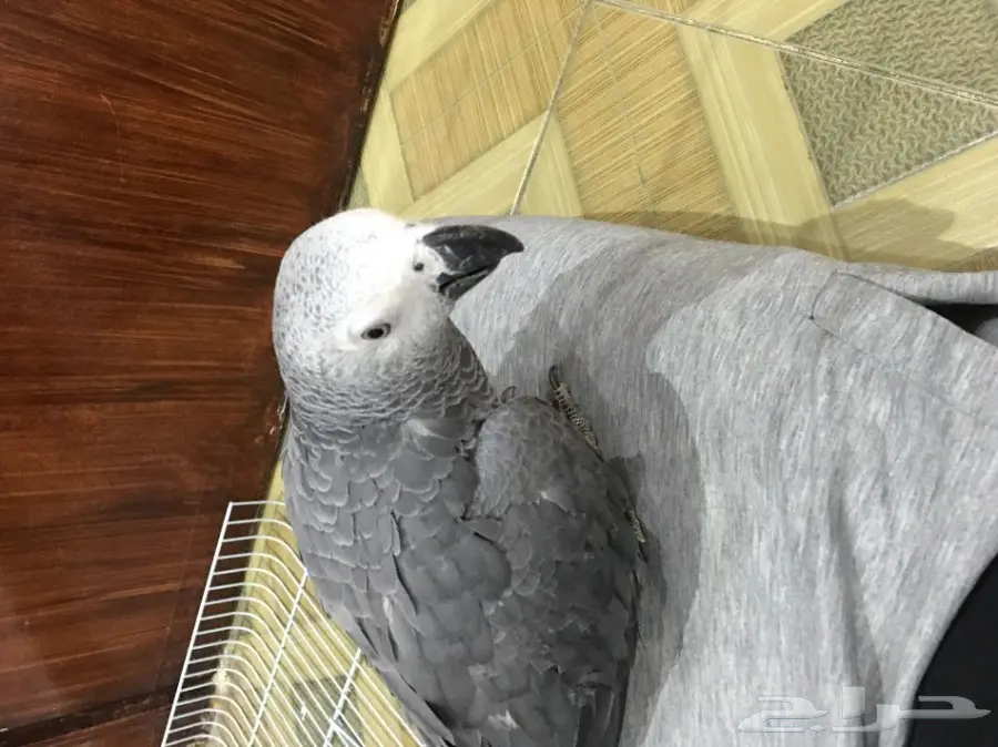 فرخ كاسكو هولندي (image 1)