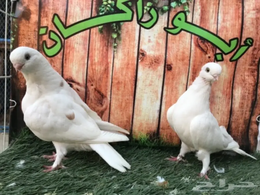 طبة لونق فيس حافي ابيض 