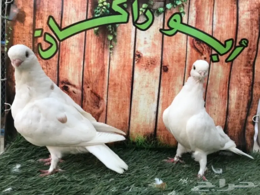 طبة لونق فيس حافي ابيض  (image 1)