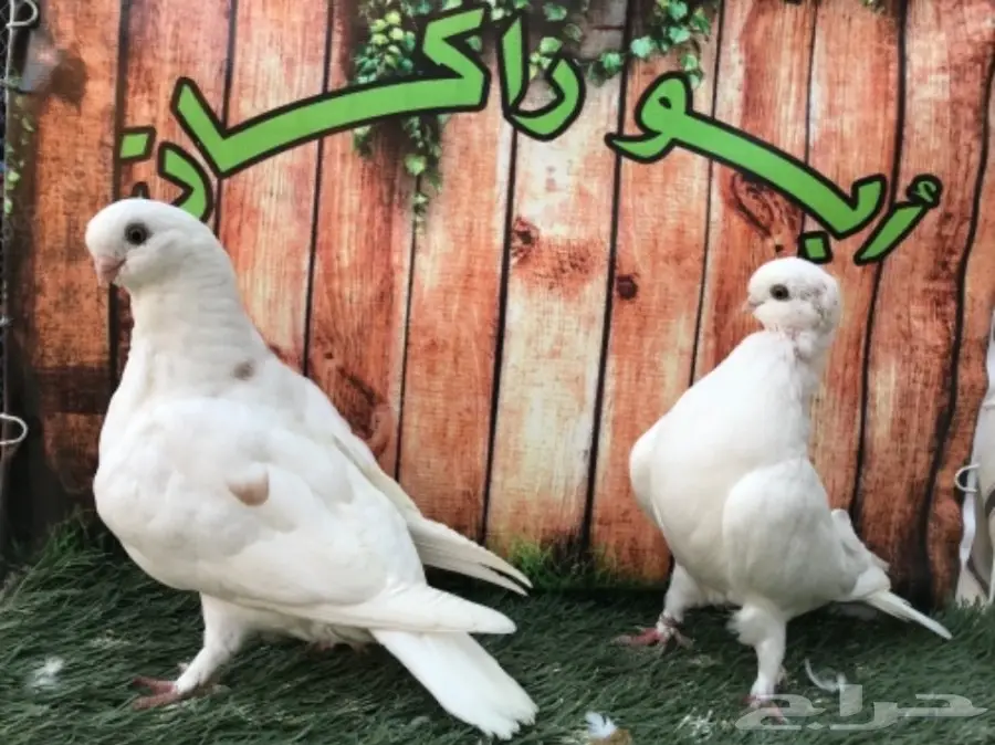 طبة لونق فيس حافي ابيض  (image 2)