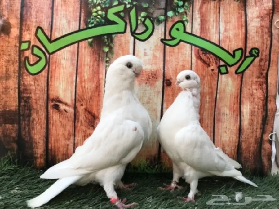 طبة لونق فيس حافي ابيض  (image 3)