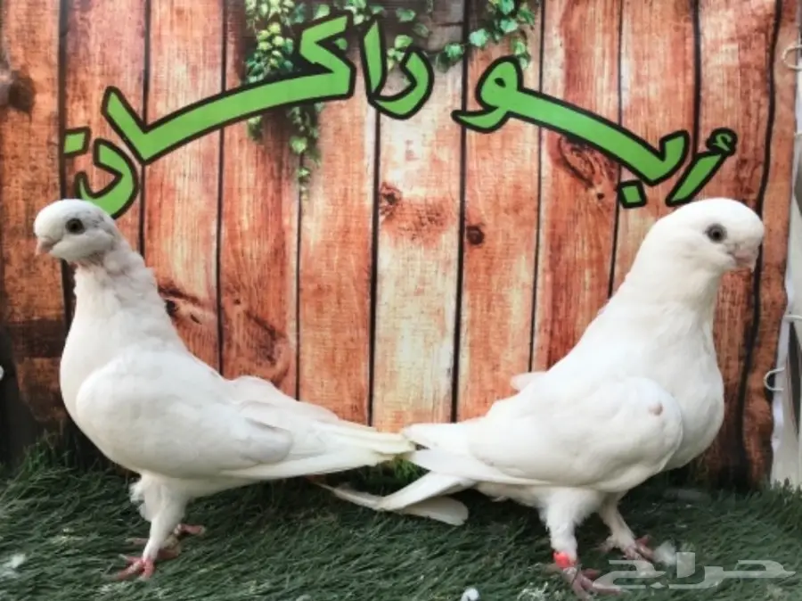 طبة لونق فيس حافي ابيض  (image 4)