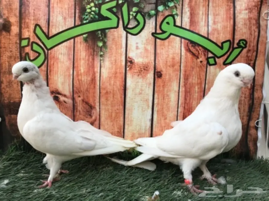 طبة لونق فيس حافي ابيض  (image 5)