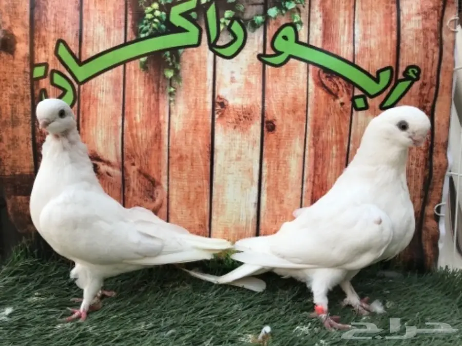 طبة لونق فيس حافي ابيض  (image 6)