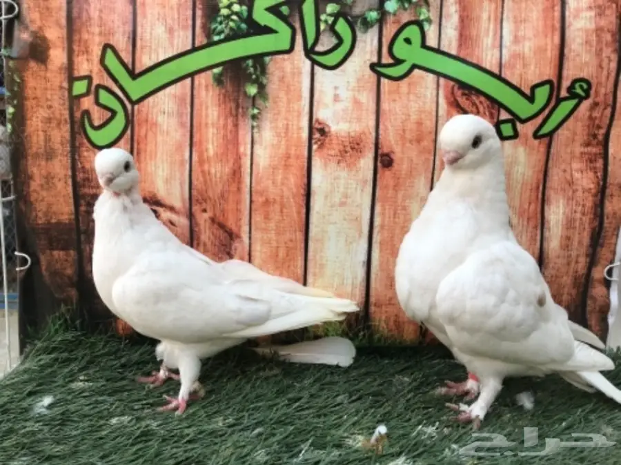 طبة لونق فيس حافي ابيض  (image 7)