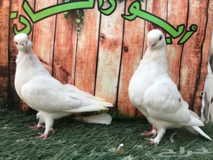 طبة لونق فيس حافي ابيض  (image 8)