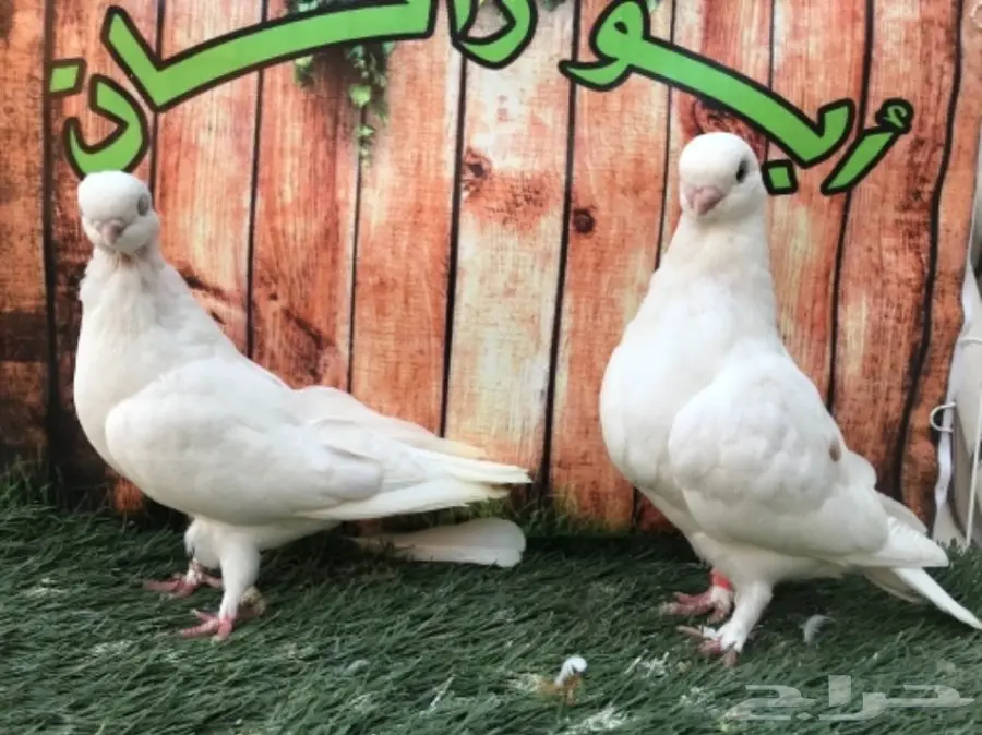 طبة لونق فيس حافي ابيض  (image 9)