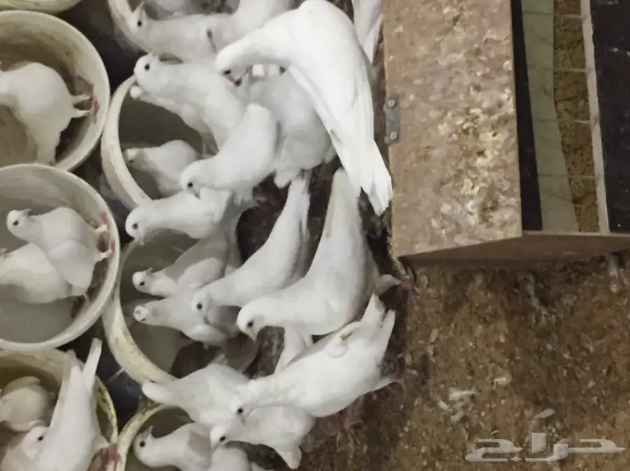 حمام فرنسي (image 1)