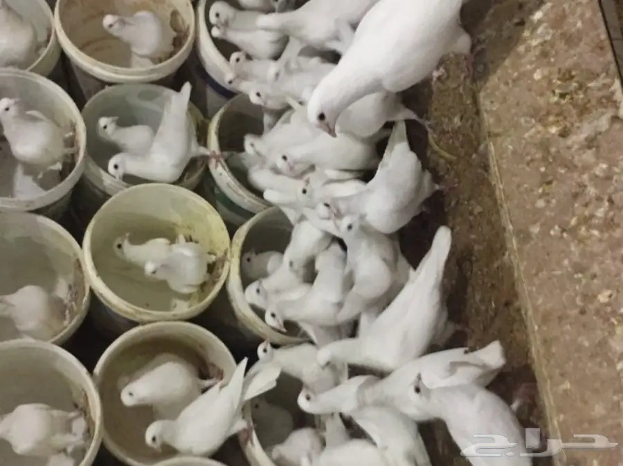 حمام فرنسي (image 2)