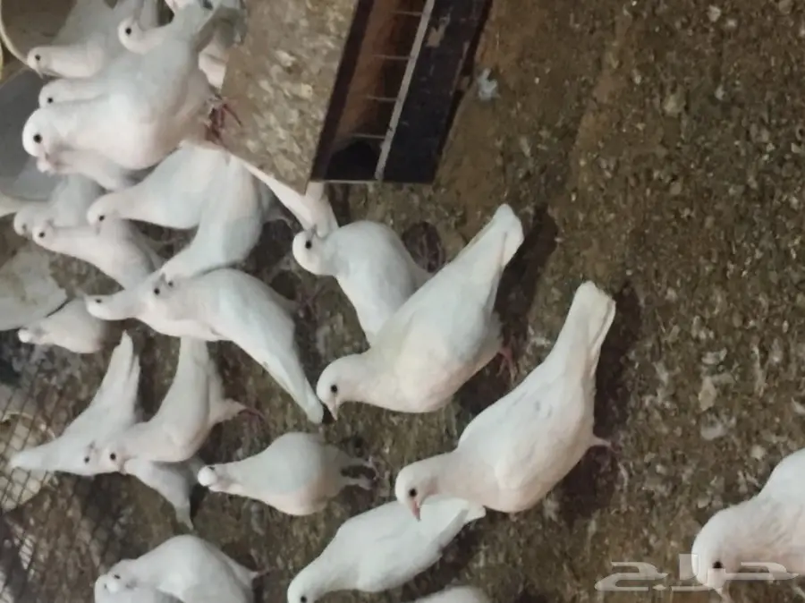 حمام فرنسي (image 3)