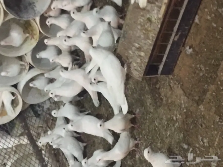 حمام فرنسي (image 4)