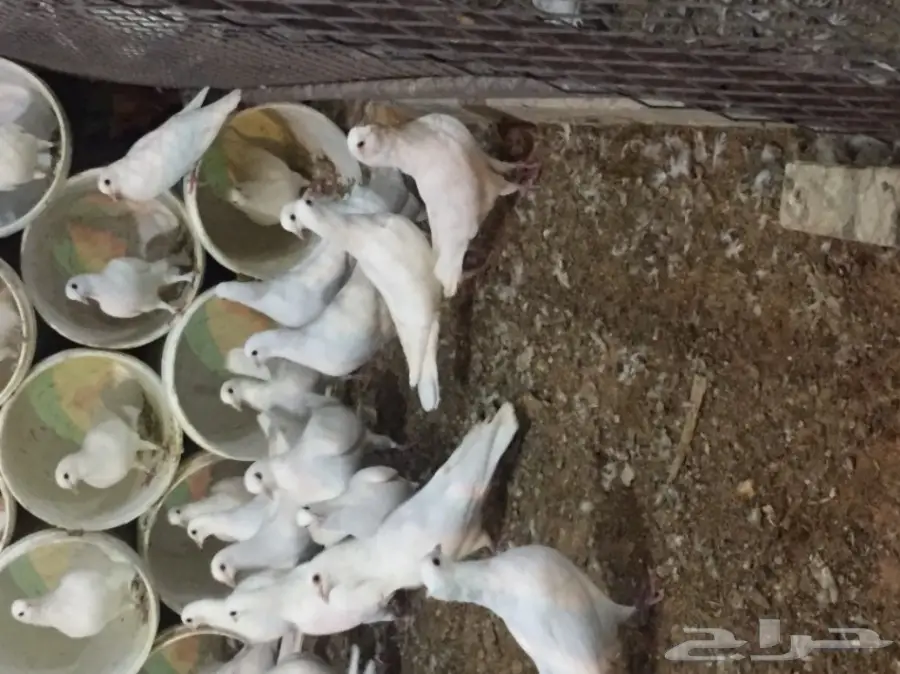 حمام فرنسي (image 6)