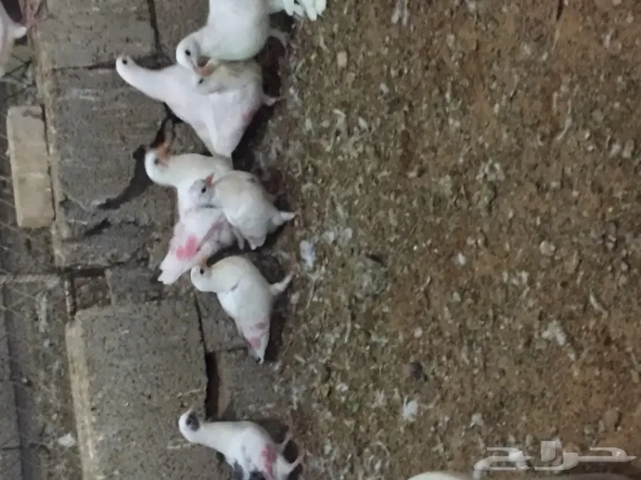 حمام فرنسي (image 7)