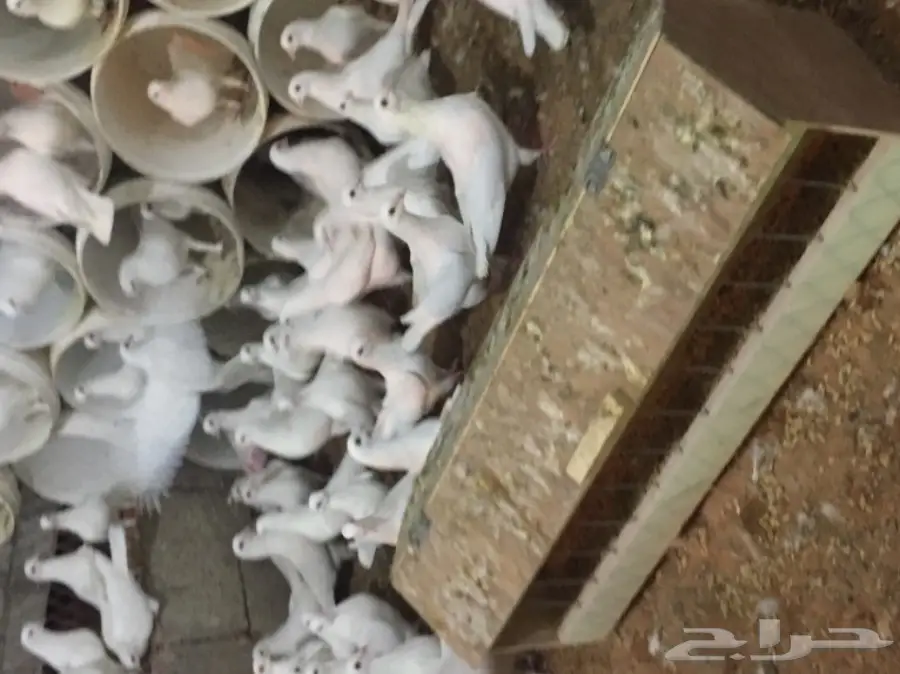 حمام فرنسي (image 8)