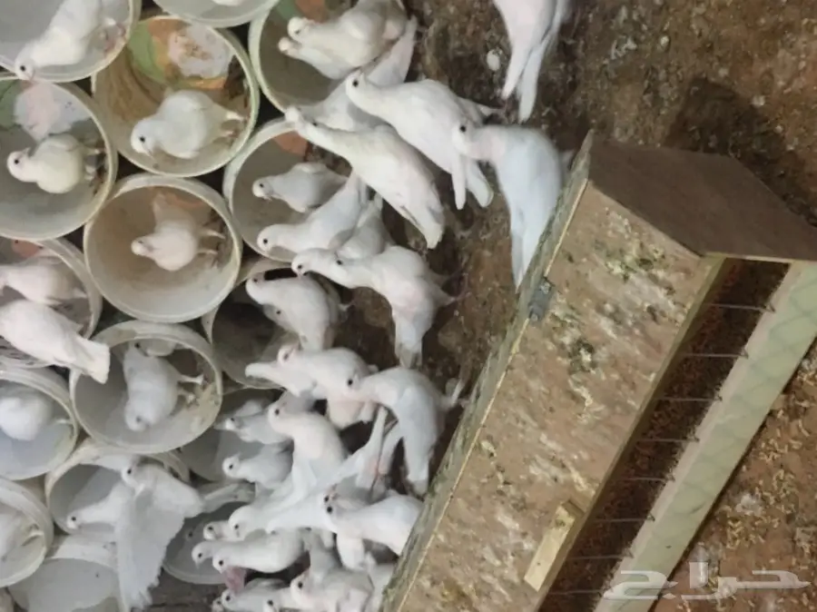 حمام فرنسي (image 9)