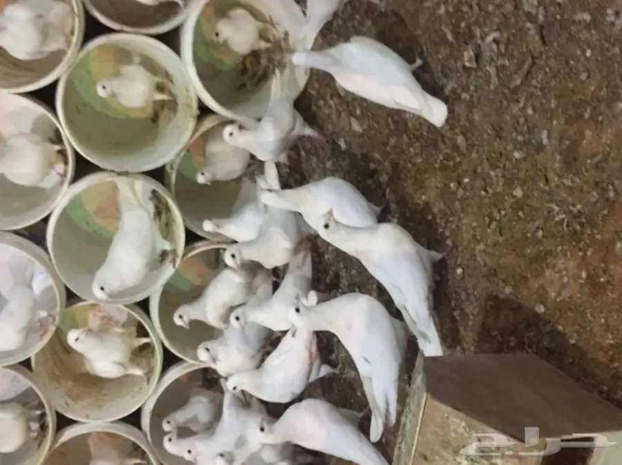 حمام فرنسي (image 10)