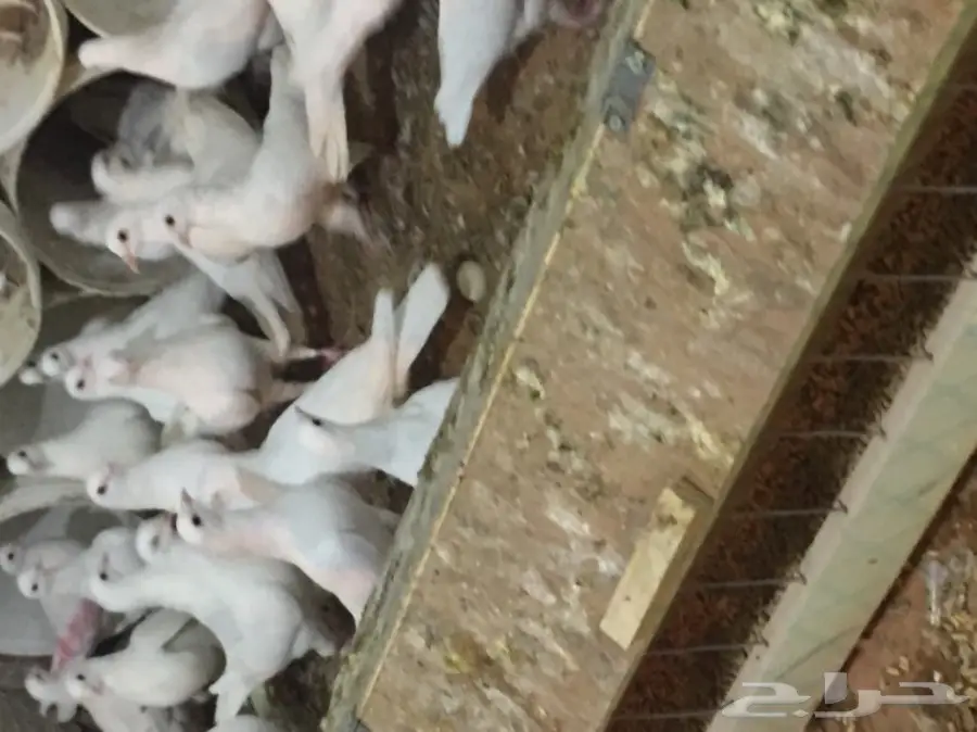 حمام فرنسي (image 11)