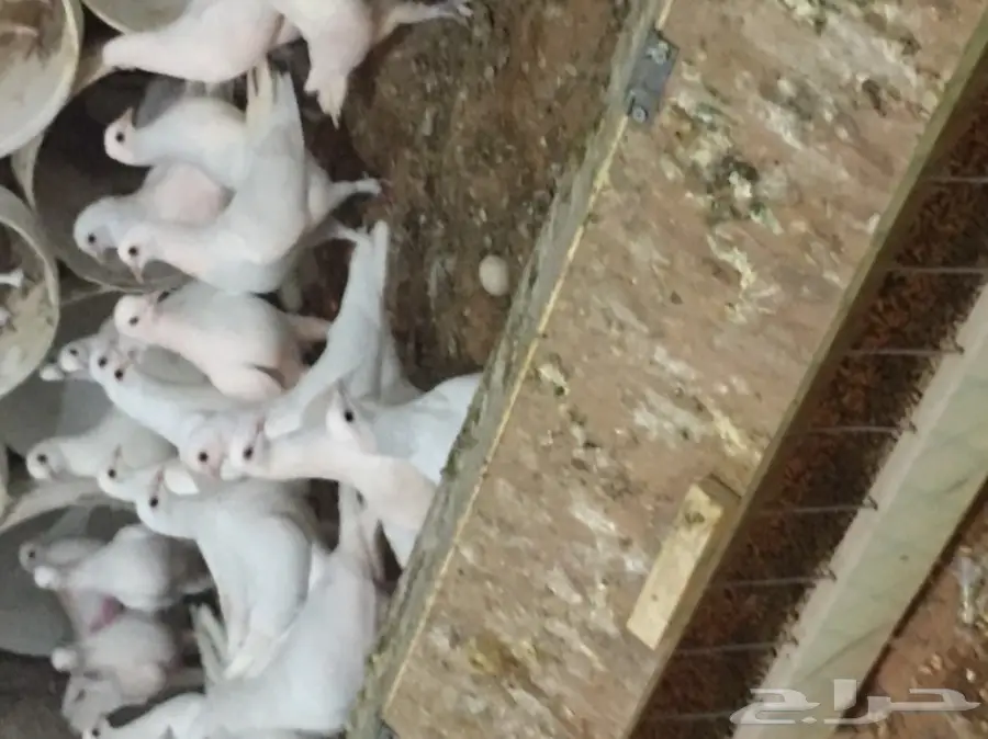 حمام فرنسي (image 12)