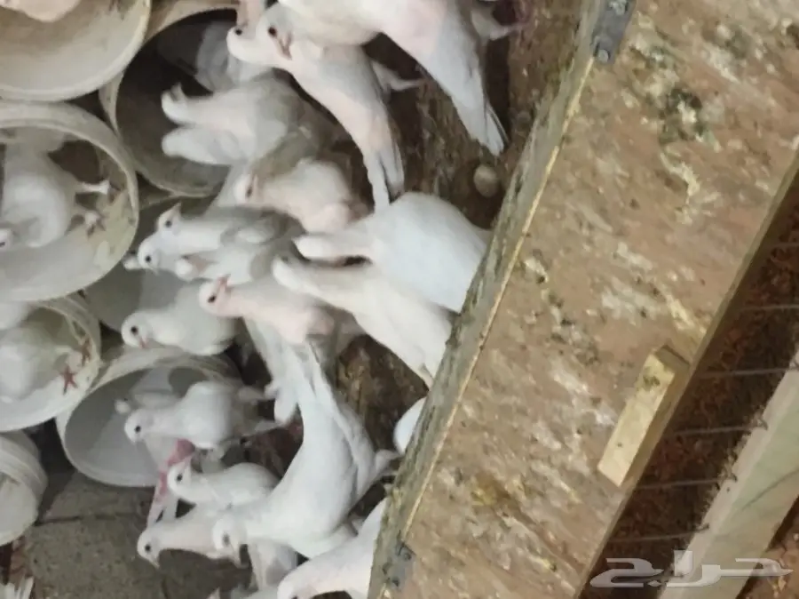 حمام فرنسي (image 13)