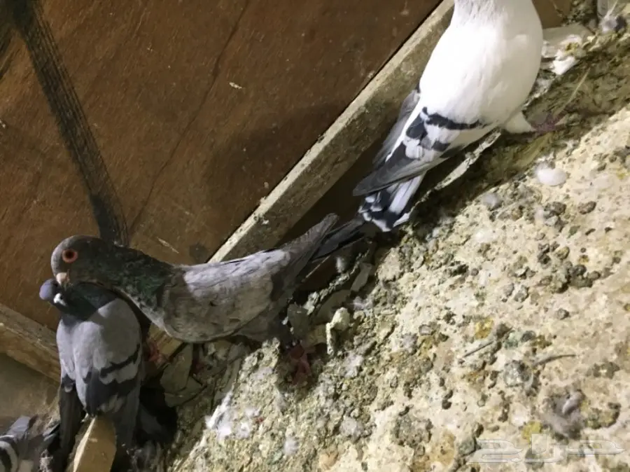 طيور كش  (image 1)