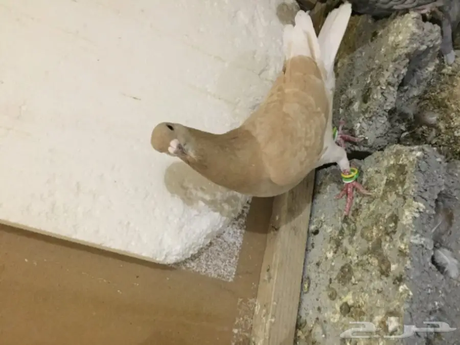 طيور كش  (image 2)