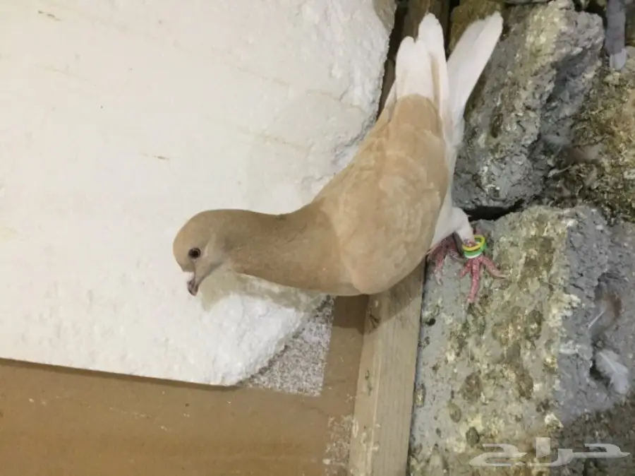 طيور كش  (image 3)