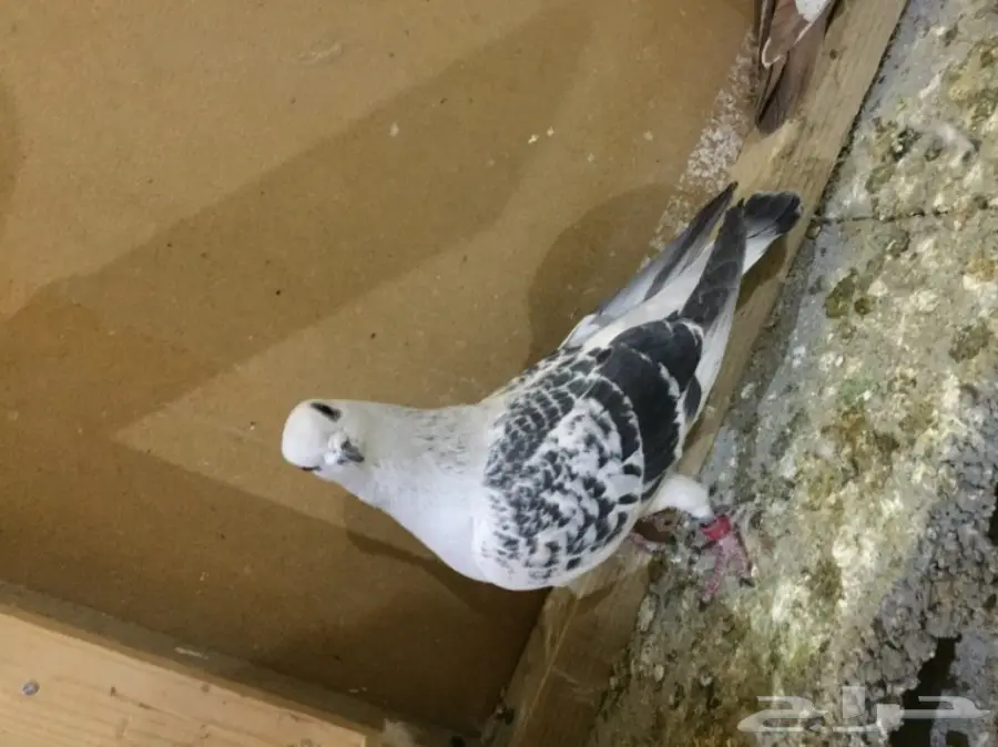 طيور كش  (image 4)