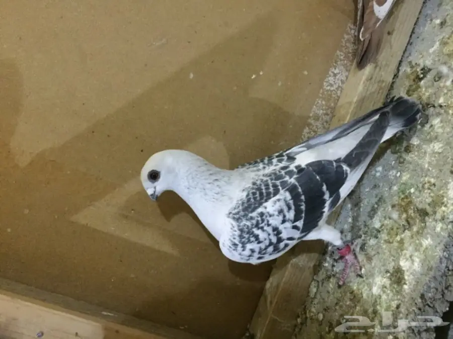 طيور كش  (image 5)