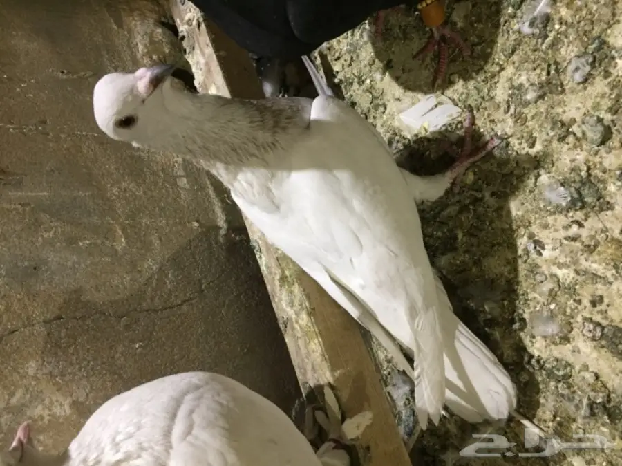 طيور كش  (image 7)