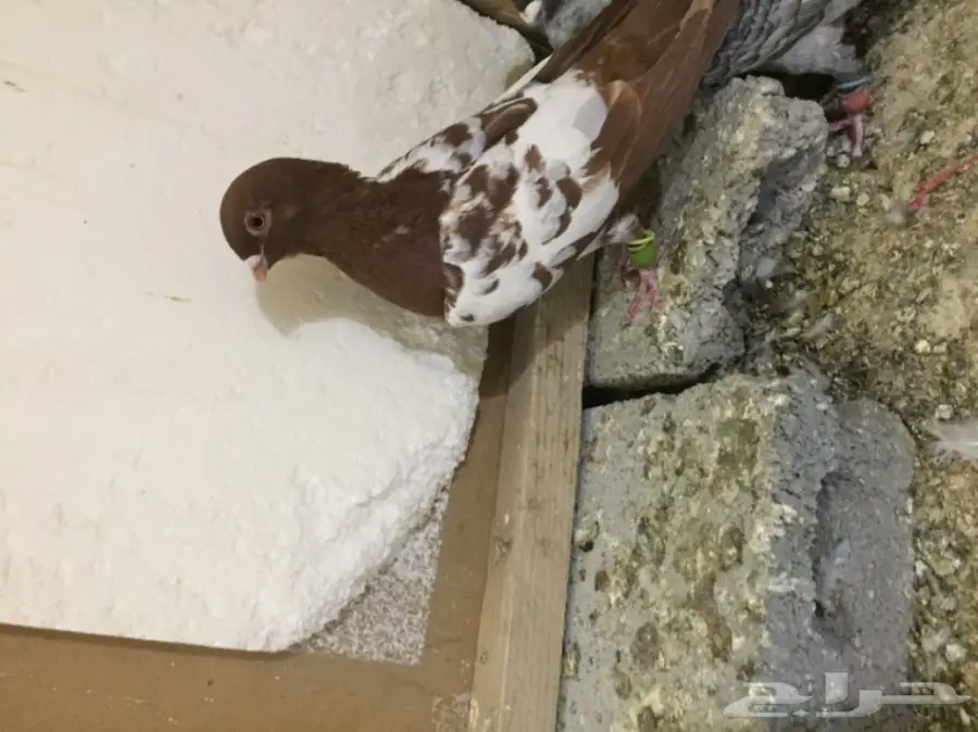 طيور كش  (image 8)