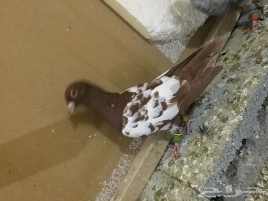 طيور كش  (image 9)